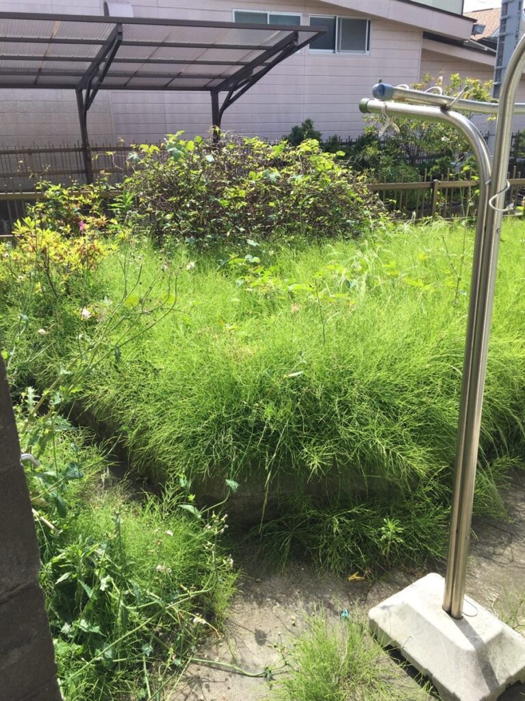 草刈り前の庭（雑草が茂った状態）